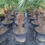 Tüylü Palmiye, Gövde Boyu 60-80cm