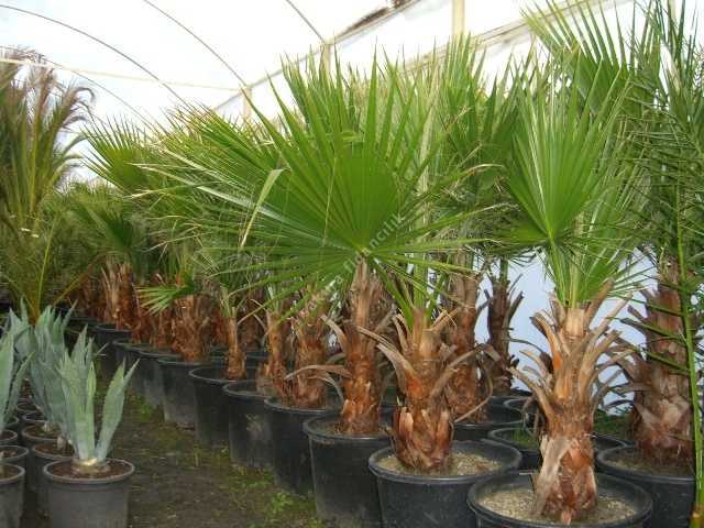 Palmiye Ağaçları için En İyi Gübre Nedir