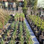 Pampas otu 15 litre Büyük Boy