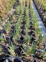 Pampas otu 15 litre Büyük Boy - Görsel 2