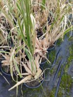 Pampas Otu 10 Litre 1 Metre Boyunda - Görsel 4