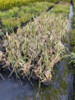 Pampas Otu 10 Litre 1 Metre Boyunda - Görsel 5