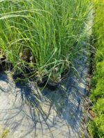 Pampas Otu 10 Litre 1 Metre Boyunda - Görsel 3
