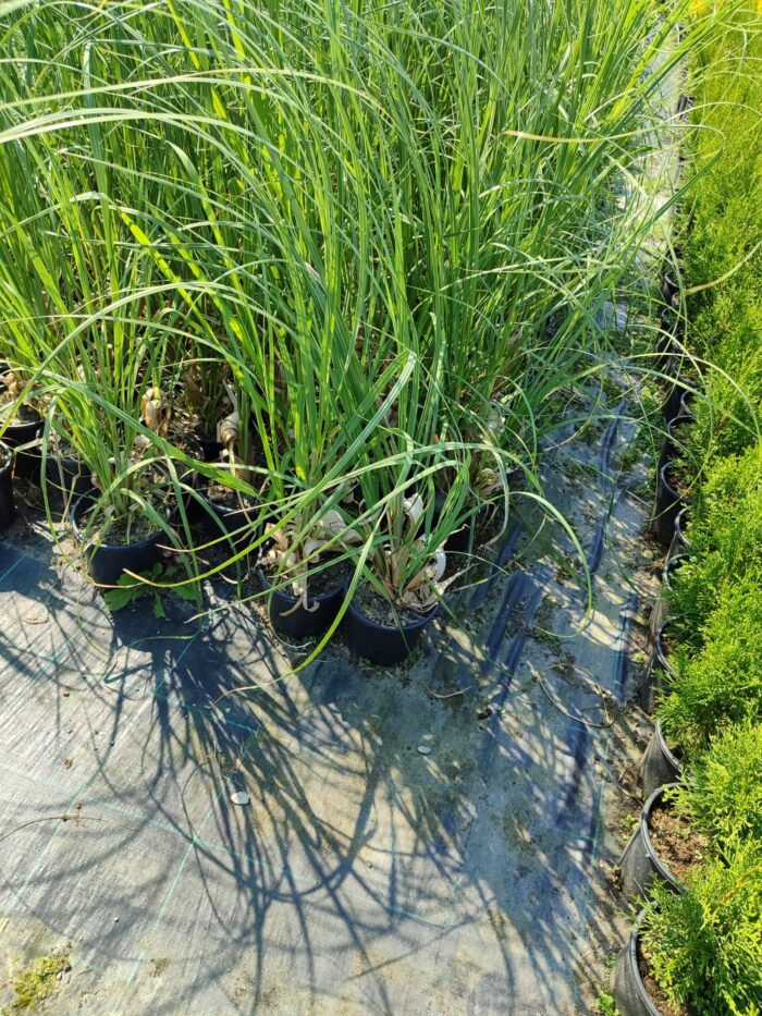 Pampas Otu 10 Litre 1 Metre Boyunda - Görsel 3