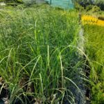 Pampas Otu 3 Litre 1 Metre Boyunda
