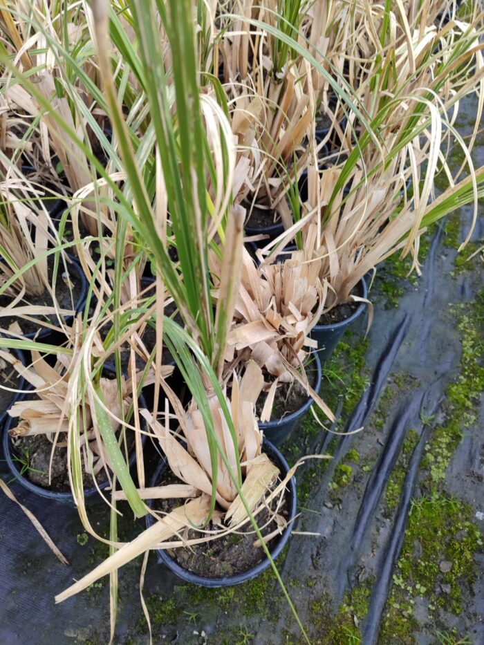 Pampas Otu 10 Litre 1 Metre Boyunda - Görsel 4