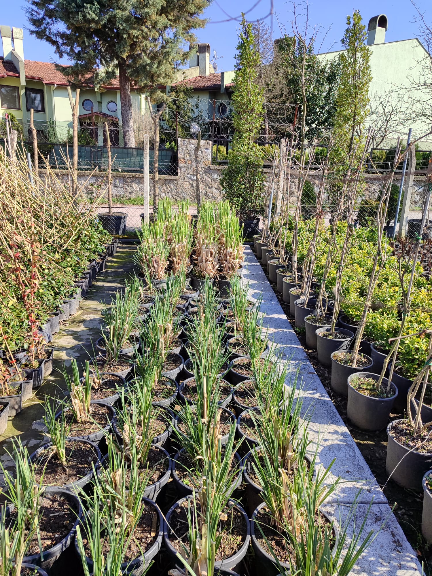 pampas Pampas otu 15 litre Büyük Boy - Görsel 1