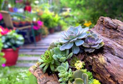 Peyzajınızı Yeşil Tutma İpuçları