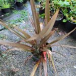 Phormium Bronz Yeni Zelanda Keteni 60-80cm 5 litre