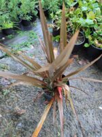 Phormium Bronz Yeni Zelanda Keteni 60-80cm 5 litre