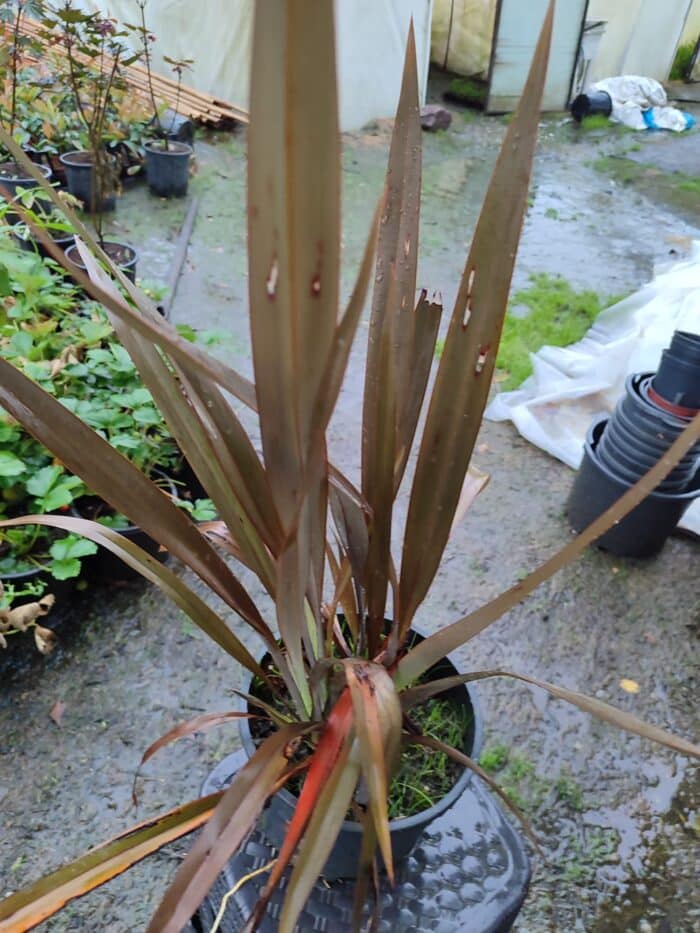 Phormium Bronz Yeni Zelanda Keteni 60-80cm 5 litre - Görsel 2