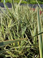 Phormium Tenax Variegata Alacalı Phormium 60-80cm 10 Litre - Görsel 4