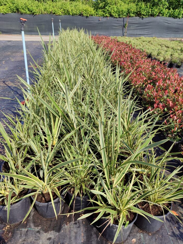 Phormium Tenax Variegata Alacalı Phormium 60-80cm 10 Litre - Görsel 3