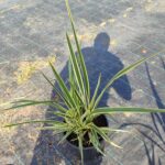 Phormium Tenax Variegata Alacalı Phormium 60-80cm 10 Litre