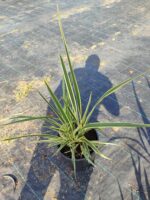 Phormium Tenax Variegata Alacalı Phormium 60-80cm 10 Litre