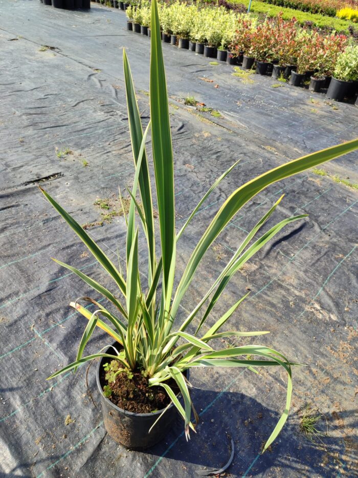 Phormium Tenax Variegata Alacalı Phormium 60-80cm 10 Litre - Görsel 2