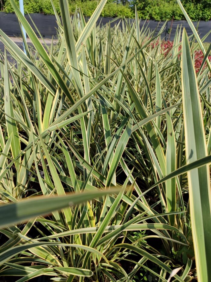 Phormium Tenax Variegata Alacalı Phormium 60-80cm 10 Litre - Görsel 4