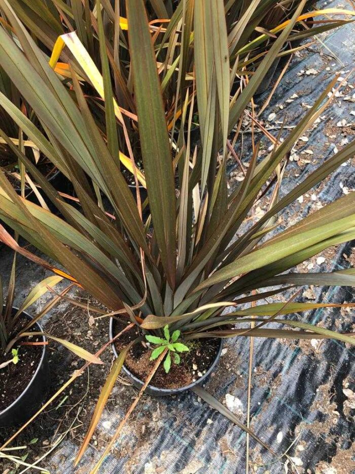 Phormium Tenax Orta boy 40-60cm - Görsel 2