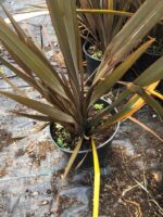 Phormium Tenax Orta boy 40-60cm - Görsel 3