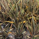 Phormium Tenax Orta boy 40-60cm