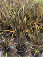 Phormium Tenax Orta boy 40-60cm