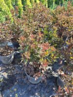 Physocarpus Opulifolius Diabolo 40-60cm - Görsel 2
