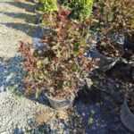 Physocarpus Opulifolius Diabolo 40-60cm