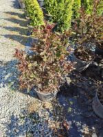 Physocarpus Opulifolius Diabolo 40-60cm