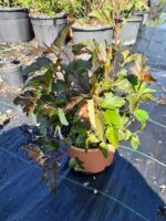 Physocarpus Opulifolius Diabolo 40-60cm - Görsel 3
