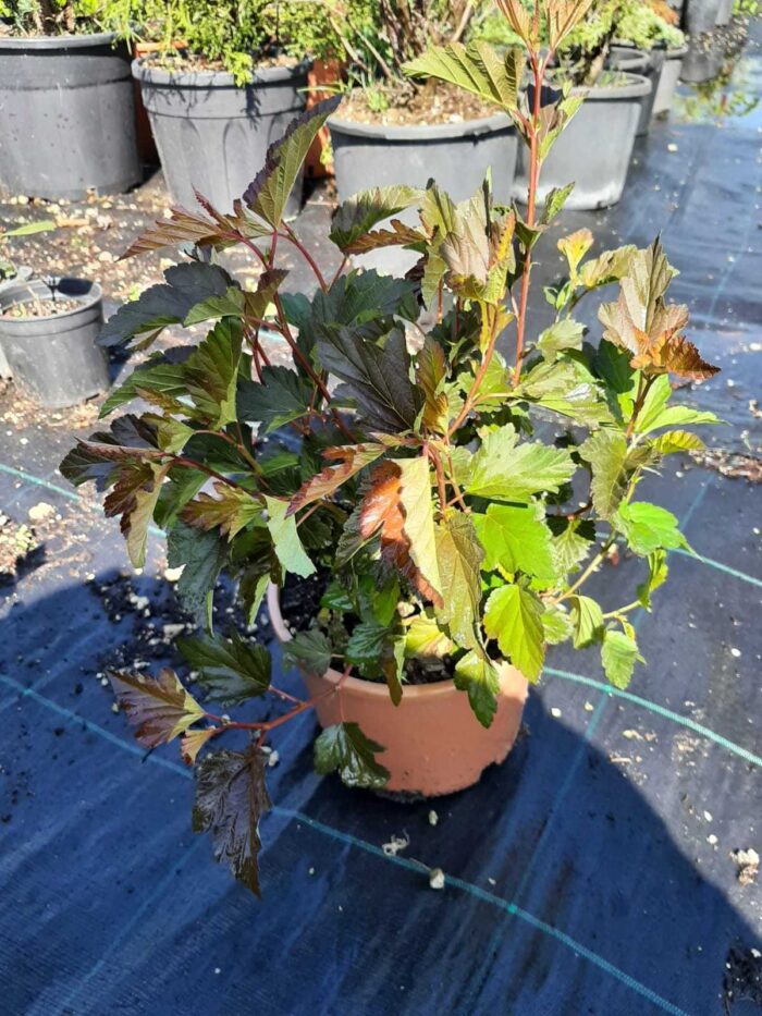 Physocarpus Opulifolius Diabolo 40-60cm - Görsel 3