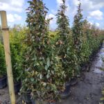 Piramit Alev 250-300cm