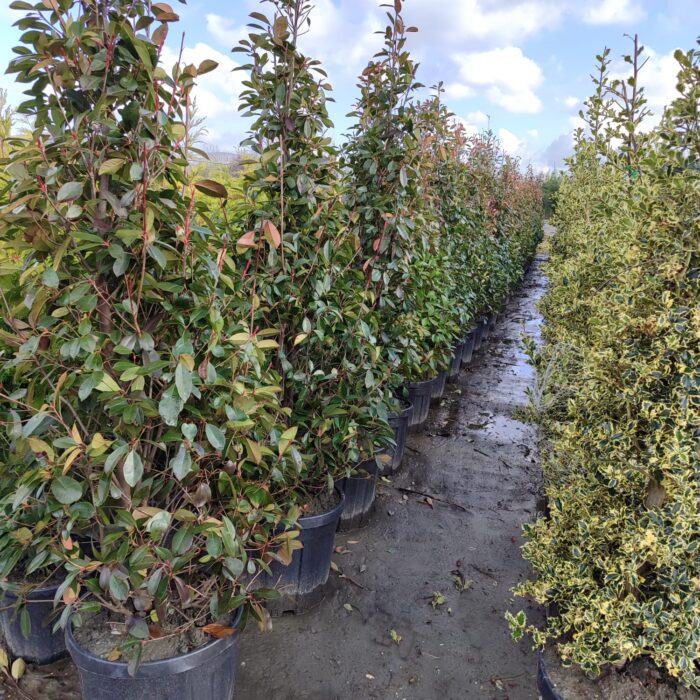 Piramit Alev 250-300cm - Görsel 3