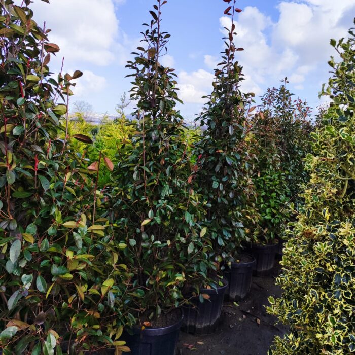 Piramit Alev 250-300cm - Görsel 2