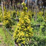 Piramit Altuni Taflan 80-100cm