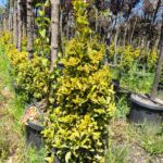 Piramit Altuni Taflan 100-125cm