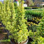 Piramit Bravo Taflan 150-175cm