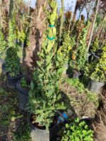 Piramit Defne 1 Metre (Laurus Nobilis Pyramidalis) - Görsel 2