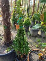 Piramit Defne 1 Metre (Laurus Nobilis Pyramidalis)