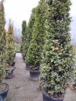 Piramit Defne 250-300cm ( Laurus Nobilis Pyramidalis ) - Görsel 5