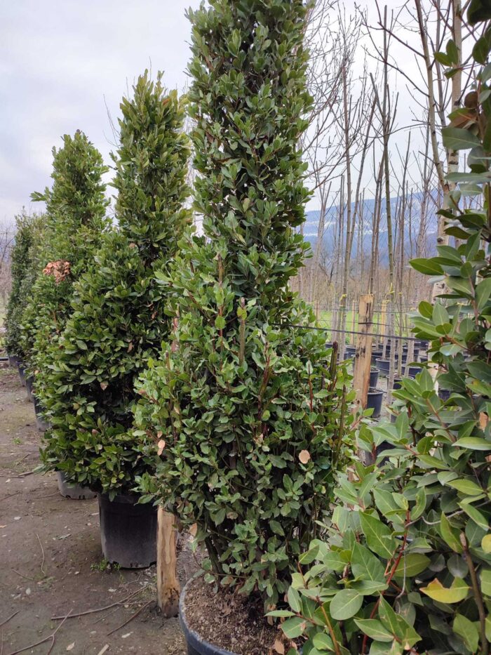 Piramit Defne 250-300cm ( Laurus Nobilis Pyramidalis ) - Görsel 4