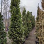 Piramit Defne 250-300cm ( Laurus Nobilis Pyramidalis )