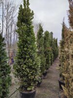 Piramit Defne 250-300cm ( Laurus Nobilis Pyramidalis )