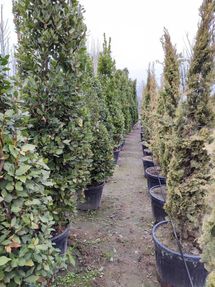 Piramit Defne 250-300cm ( Laurus Nobilis Pyramidalis ) - Görsel 3