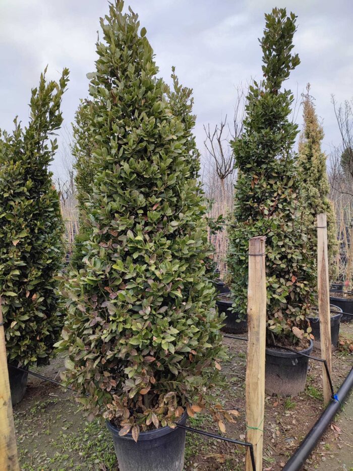 Piramit Defne 250-300cm ( Laurus Nobilis Pyramidalis ) - Görsel 2