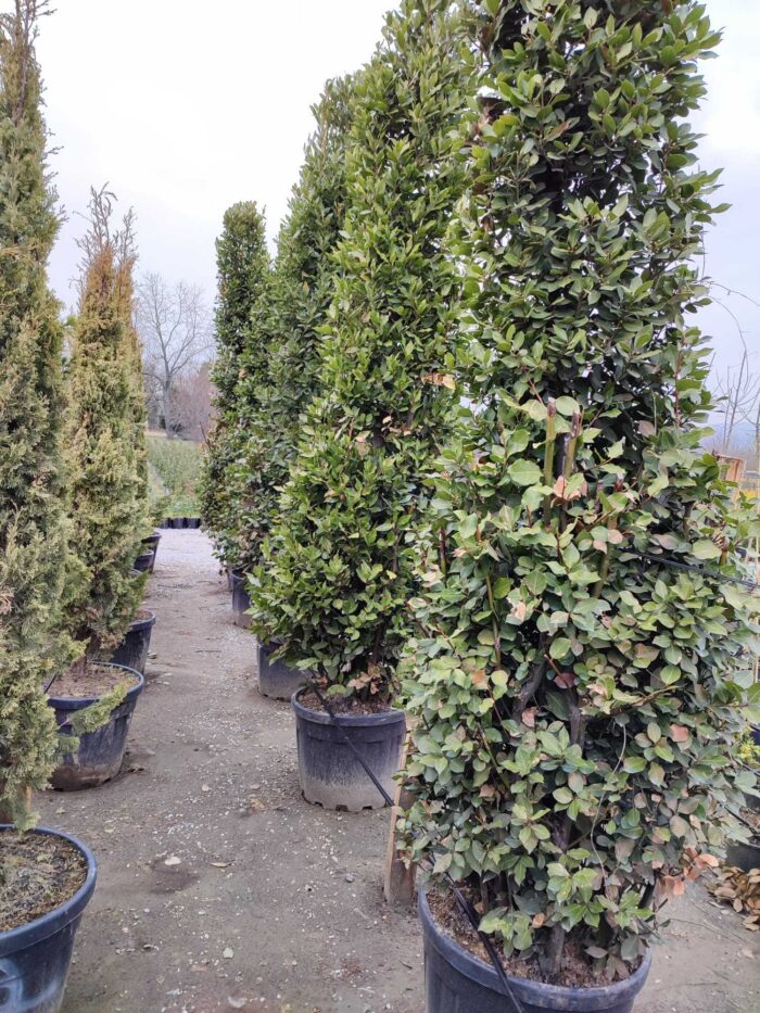 Piramit Defne 250-300cm ( Laurus Nobilis Pyramidalis ) - Görsel 5