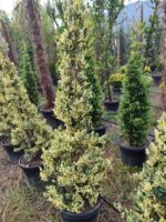 Piramit Ligüstrüm Texanum 150cm - Görsel 2