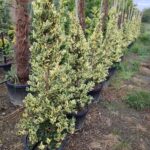 Piramit Ligüstrüm Texanum 150cm