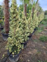 Piramit Ligüstrüm Texanum 150cm