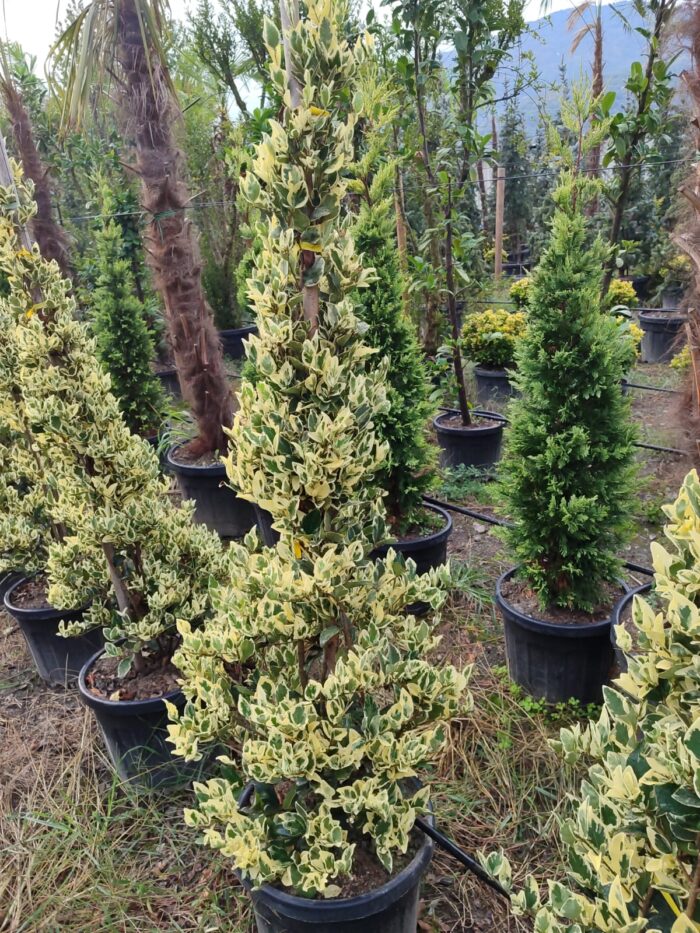 Piramit Ligüstrüm Texanum 150cm - Görsel 2