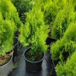 Altuni Piramit Mazı 60-80 cm, Çit bitkisi